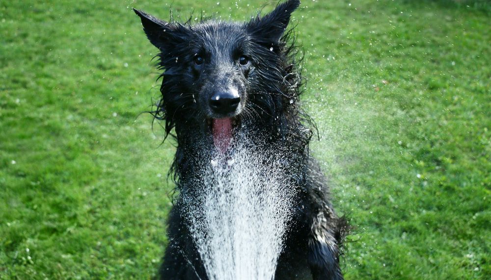 Ein Hund der mit einer Wasserbrause nass gespritzt wird und von dem Wasser trinkt